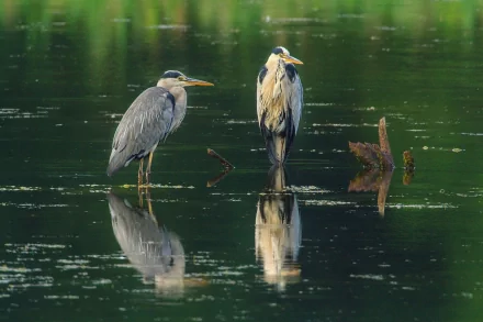 A serene HD wallpaper featuring two herons standing in still freshwater, their reflections visible on the surface, surrounded by lush greenery.