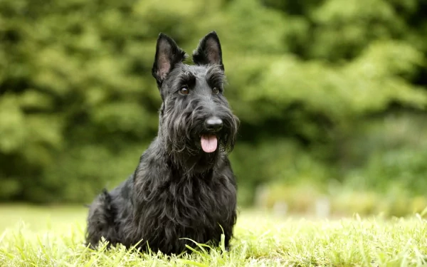 HD PC desktop wallpaper featuring a black Scottish Terrier sitting on grass with a blurred green background.