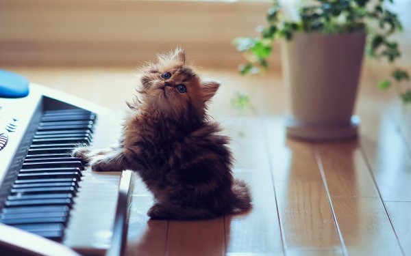 Animal Cat Cats HD Wallpaper | Background Image