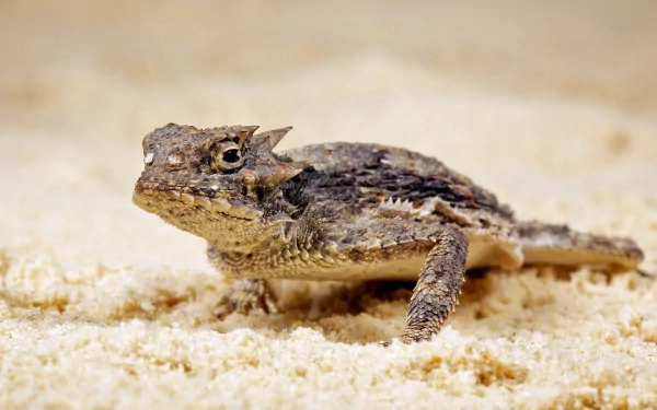 Animal lizard HD Desktop Wallpaper | Background Image