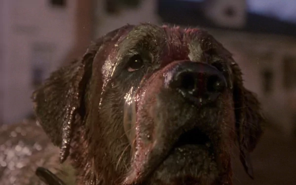 movie cujo HD Desktop Wallpaper | Background Image