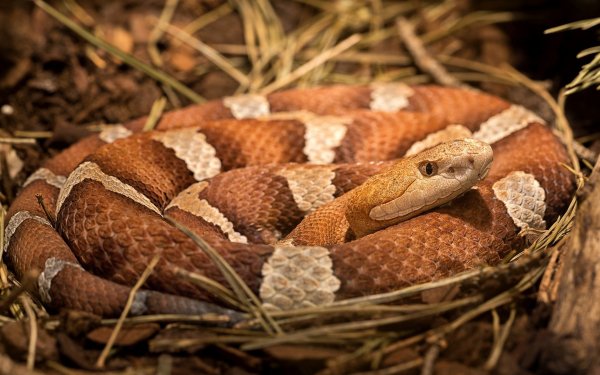 Animal Snake Reptiles Snakes Reptile Copperhead HD Wallpaper | Background Image
