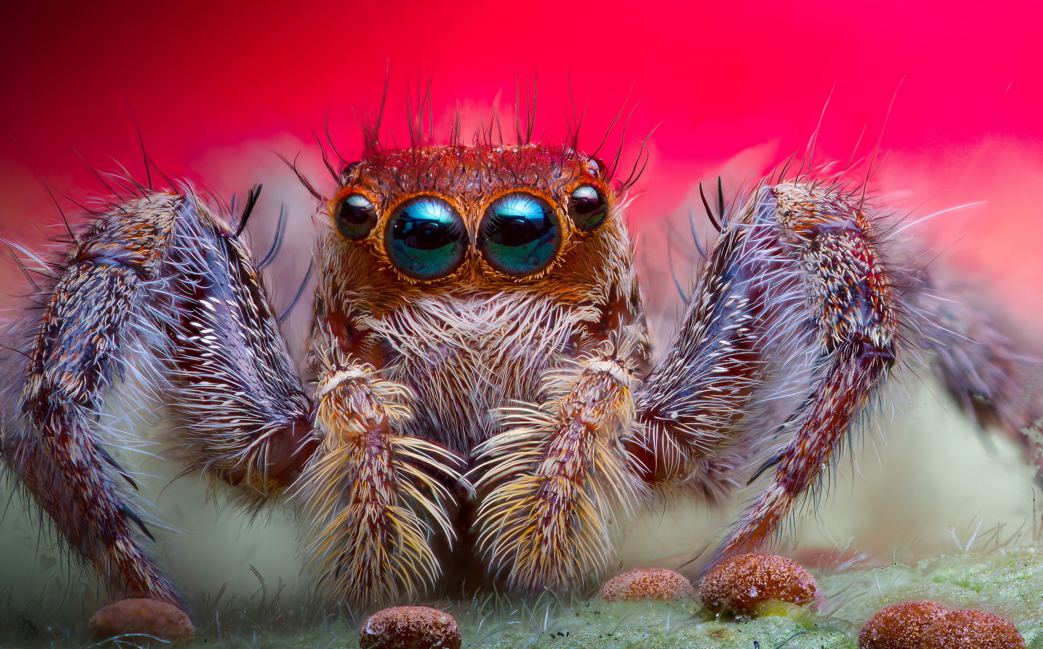 Animal Jumping Spider HD Wallpaper | Background Image