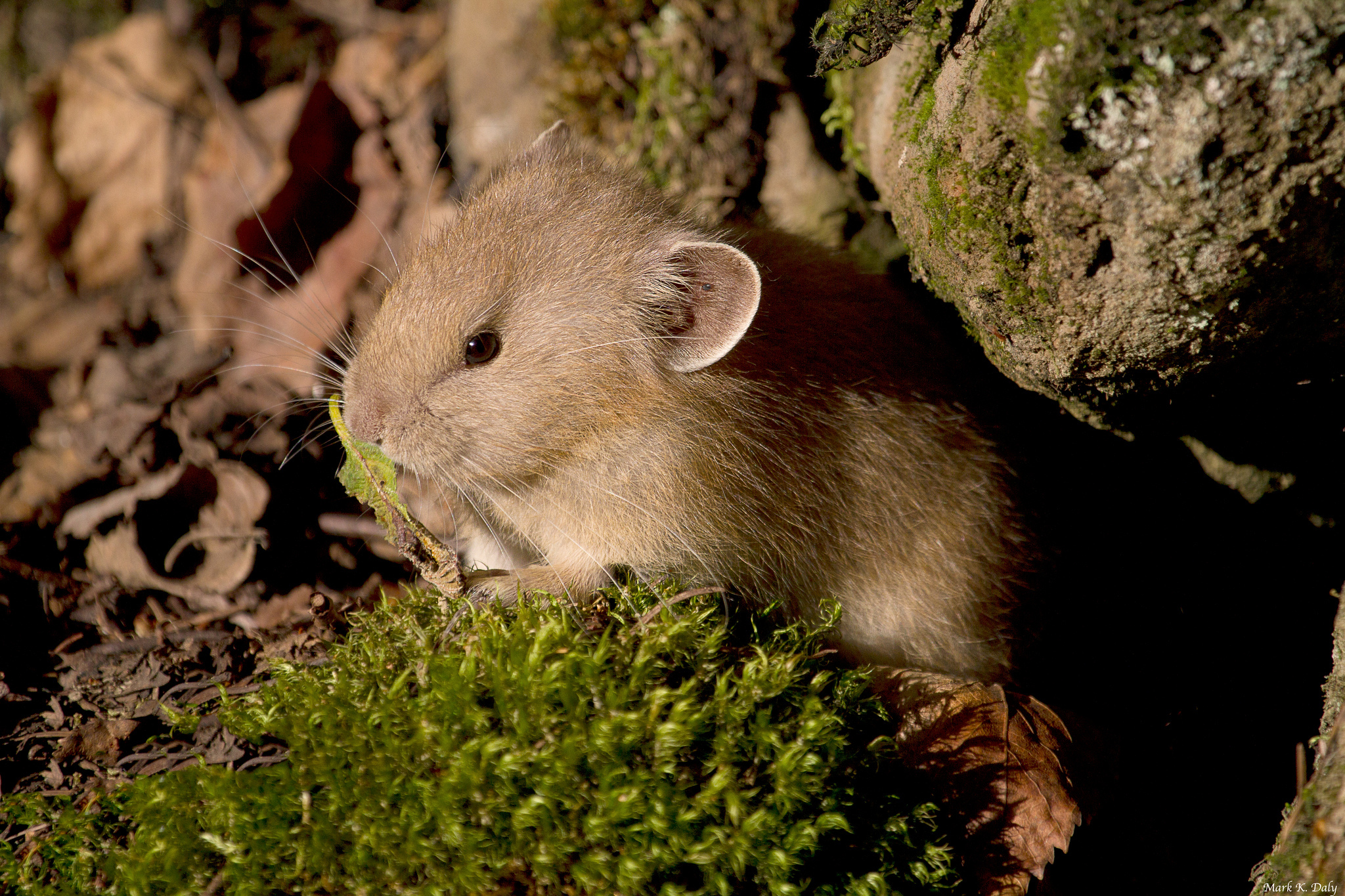 Animal Mouse HD Wallpaper | Background Image