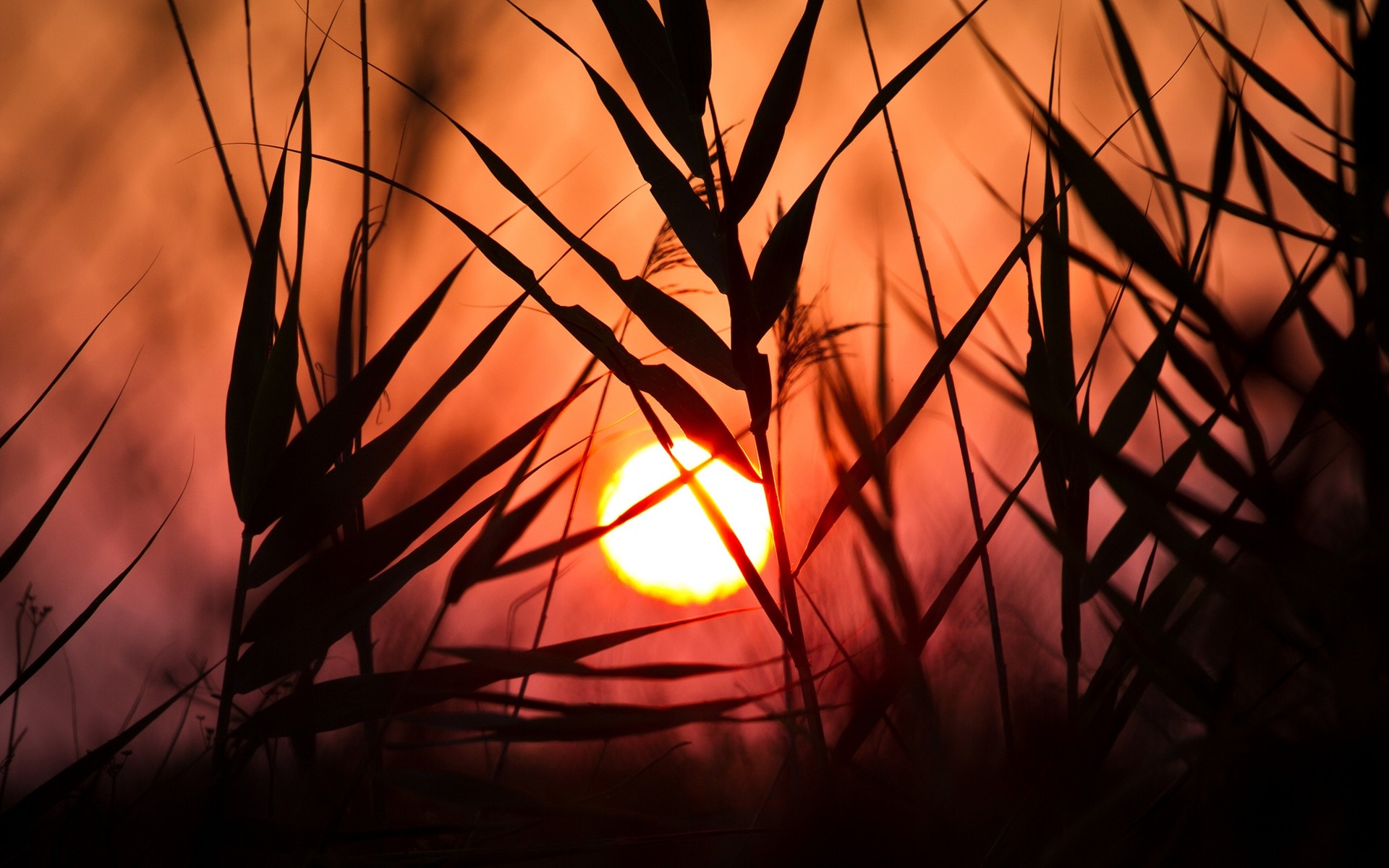 Download Nature Sunset HD Wallpaper