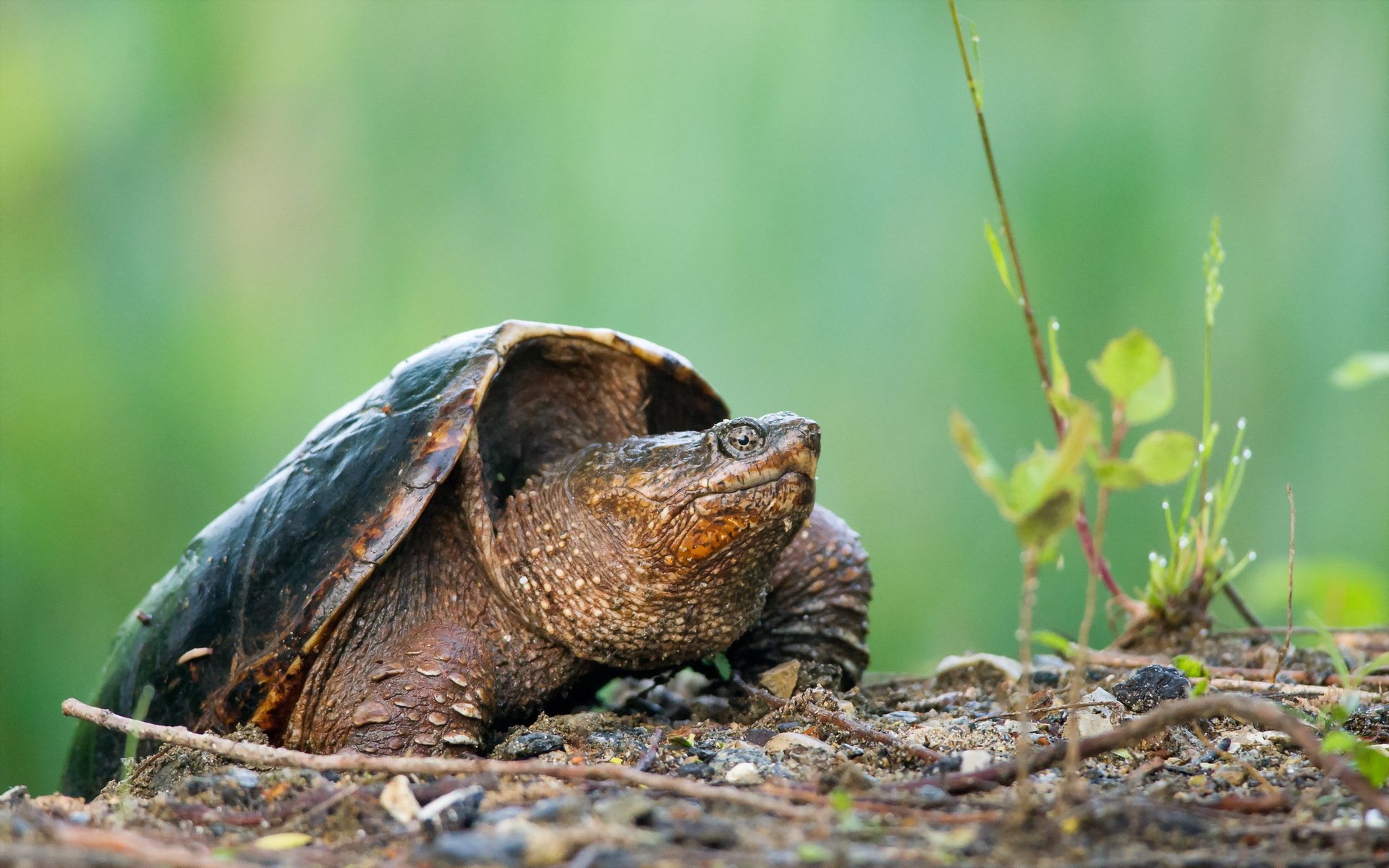 Serene Turtle HD Wallpaper: Nature's Reptilian Beauty