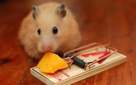 A cute hamster curiously approaches a cheese piece on a mouse trap, set against a warm wooden surface, serving as a whimsical and engaging HD PC wallpaper.
