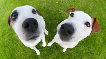 Two curious dogs with distinctive noses and expressive eyes stand on green grass, captured in a close-up perspective. This HD image serves as a vibrant desktop wallpaper.