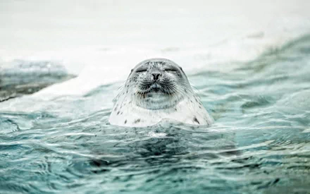 Animal seal HD Desktop Wallpaper | Background Image