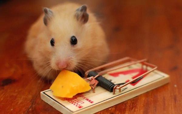 A cute hamster curiously approaches a cheese piece on a mouse trap, set against a warm wooden surface, serving as a whimsical and engaging HD PC wallpaper.