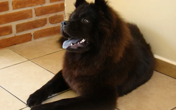 A striking chow chow rests on a tiled floor, showcasing its distinctive fluffy coat and playful expression, captured in an HD desktop wallpaper background.