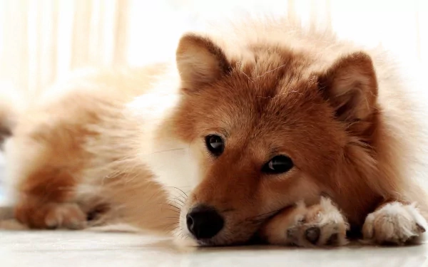 A peaceful dog rests on a soft surface, showcasing its lush, fluffy fur in this HD PC desktop wallpaper and background. Its attentive gaze adds a warm, inviting touch.