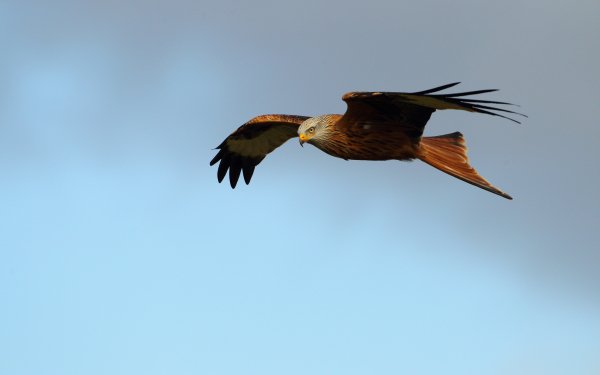 Animal Bird Birds HD Wallpaper | Background Image