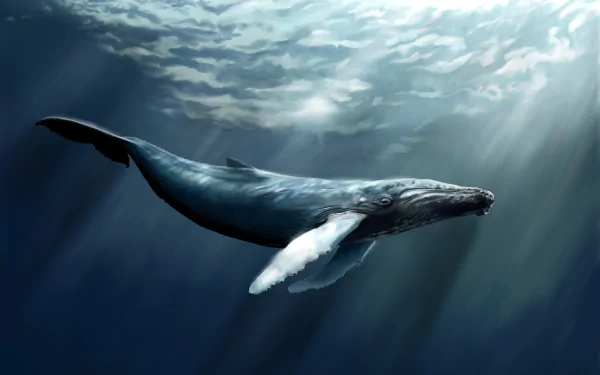 A majestic humpback whale gracefully swims through sunlit waters, creating a stunning HD wallpaper background that captures the beauty of marine life.