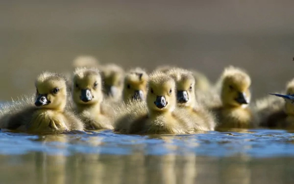 A group of fluffy ducklings swims closely together on the water's surface, creating a charming scene captured in this HD PC desktop wallpaper and background.