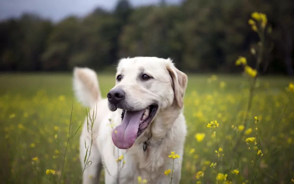 HD desktop wallpaper featuring a happy Labrador Retriever standing in a field of yellow wildflowers with a blurred green forest background.