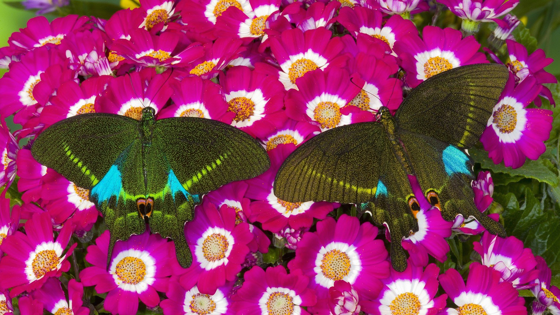 Two vibrant butterflies with striking blue accents rest atop a bed of bright pink flowers, creating a stunning HD desktop wallpaper and background.