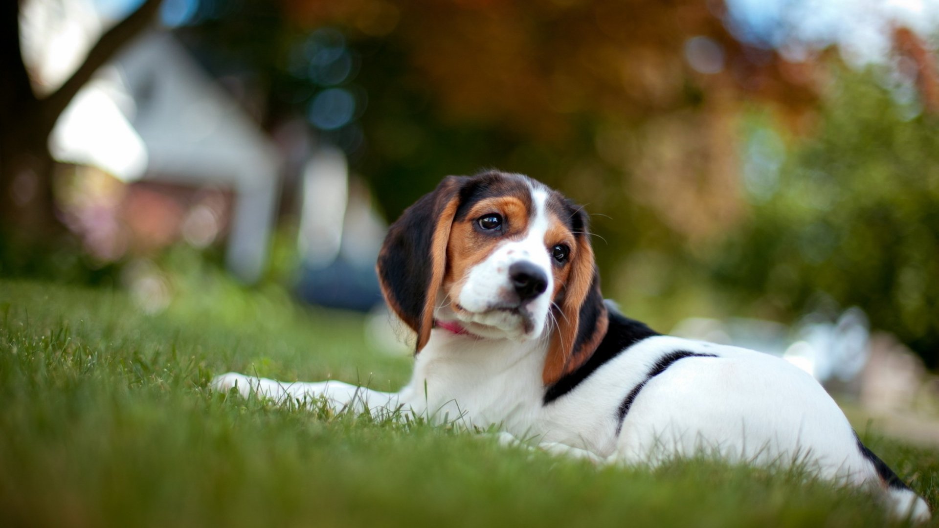 HD PC desktop wallpaper of a beagle dog lying on grass with a blurred house and autumn foliage in the background.