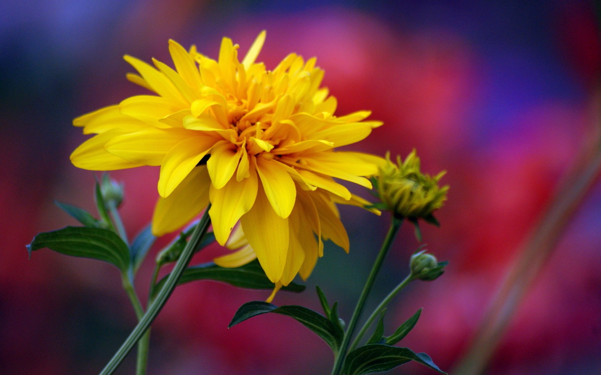 A vibrant yellow flower stands out against a blurred background of reds and purples, showcasing the beauty of nature. This image serves as an HD PC desktop wallpaper and background.