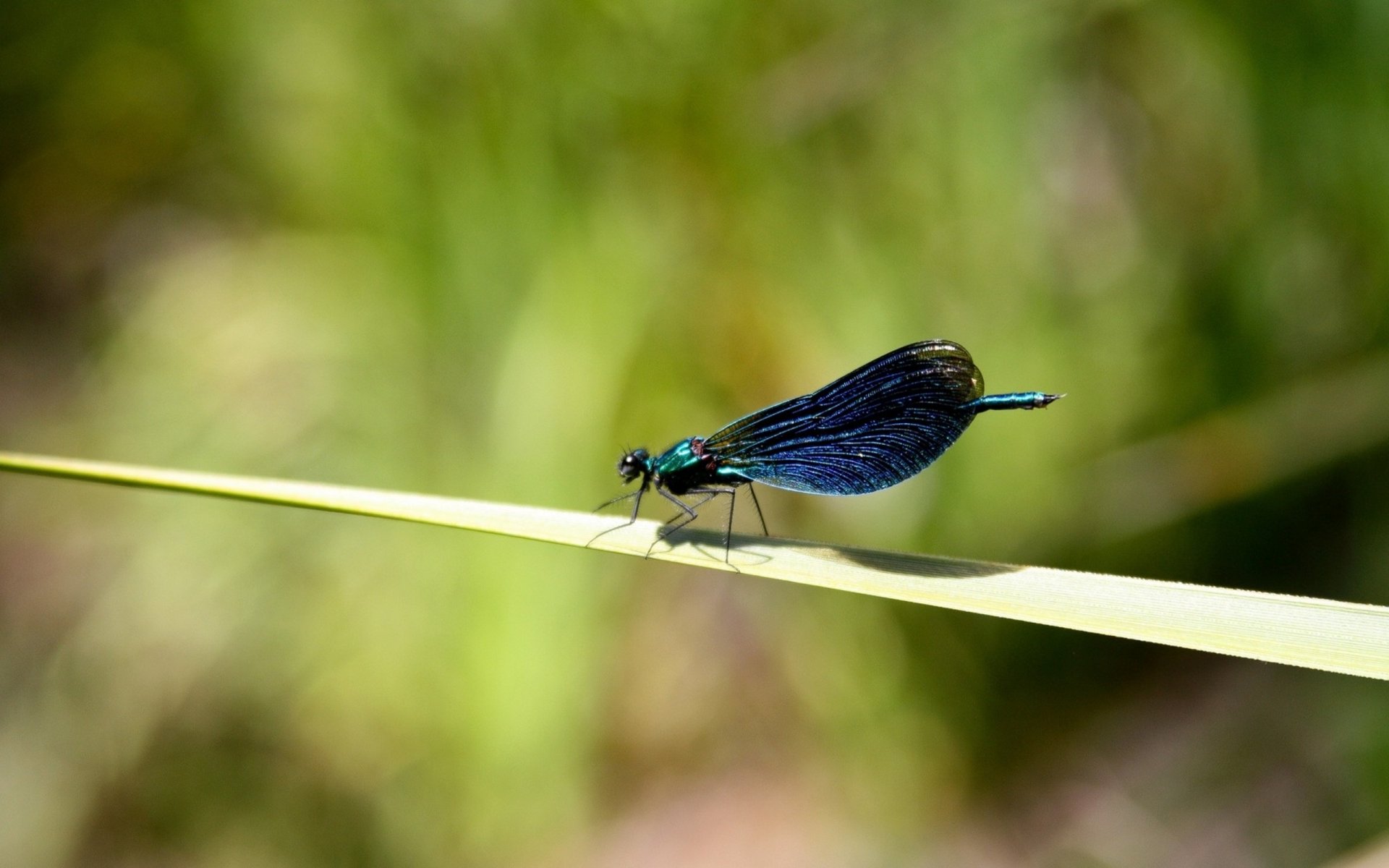 Libelle HD Wallpaper Hintergrund 2560x1600 ID413440 Wallpaper