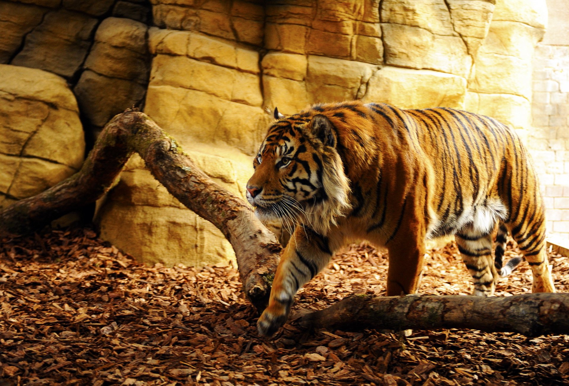 A majestic tiger walks gracefully across a natural setting of rocks and wood, captured in stunning detail for a captivating HD desktop wallpaper.