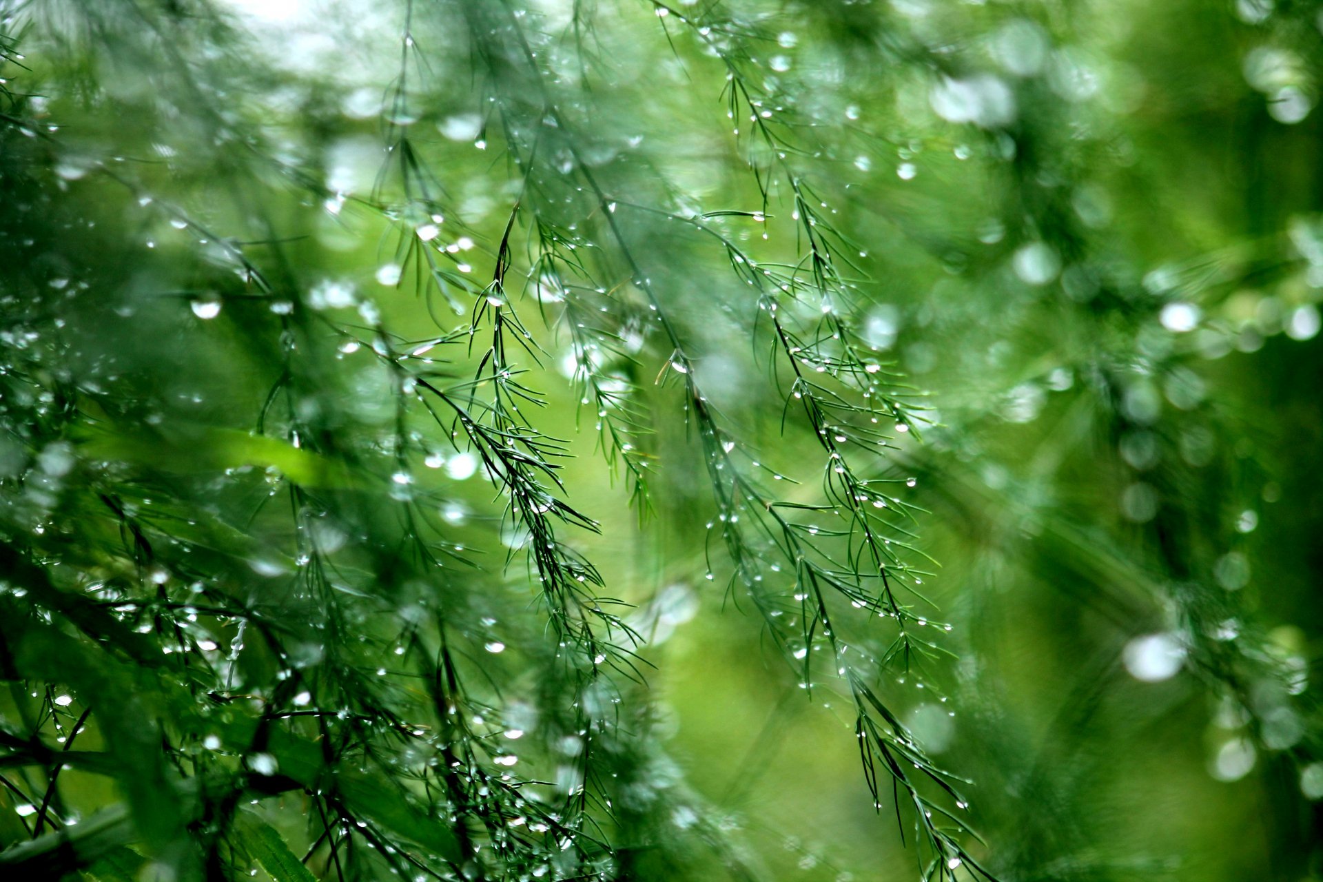 Close-up of green foliage covered in rain and dew drops, captured in vivid detail for a 4K Ultra HD nature wallpaper and desktop background.