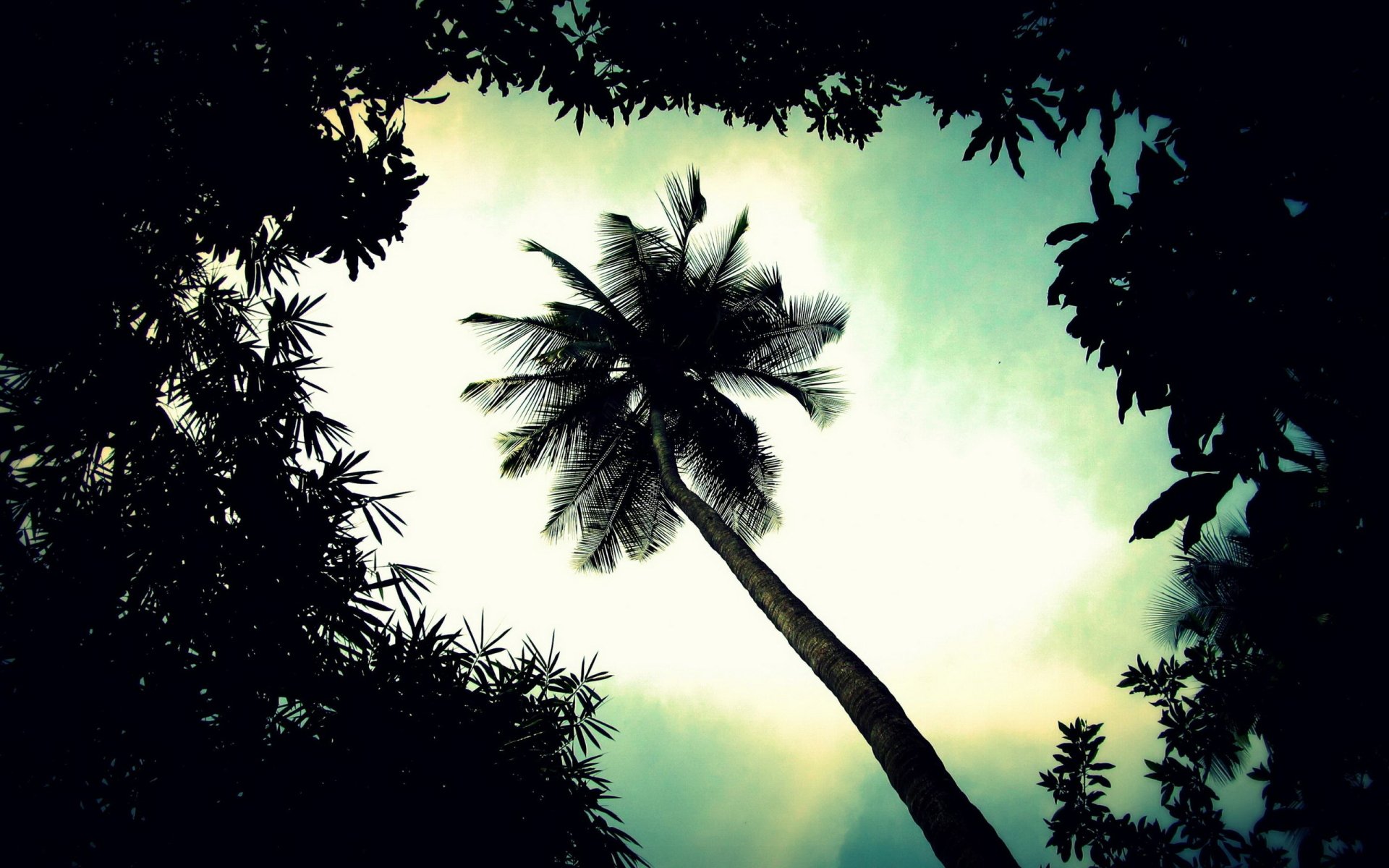 Download Nature Palm Tree HD Wallpaper