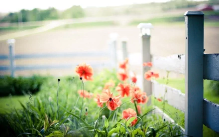 man made fence HD Desktop Wallpaper | Background Image