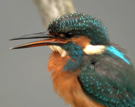 Close-up HD PC desktop wallpaper of a vibrant kingfisher with bright blue and orange feathers, showcasing intricate details of the bird's head and beak.