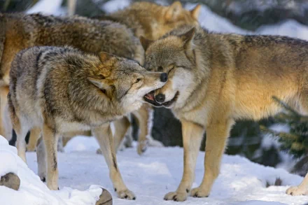 A captivating HD desktop wallpaper featuring a group of wolves interacting in a snowy landscape, showcasing their natural beauty and social behavior.