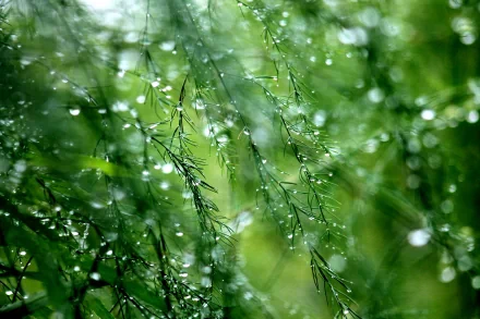 Close-up of green foliage covered in rain and dew drops, captured in vivid detail for a 4K Ultra HD nature wallpaper and desktop background.