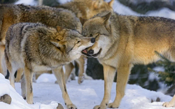 A captivating HD desktop wallpaper featuring a group of wolves interacting in a snowy landscape, showcasing their natural beauty and social behavior.
