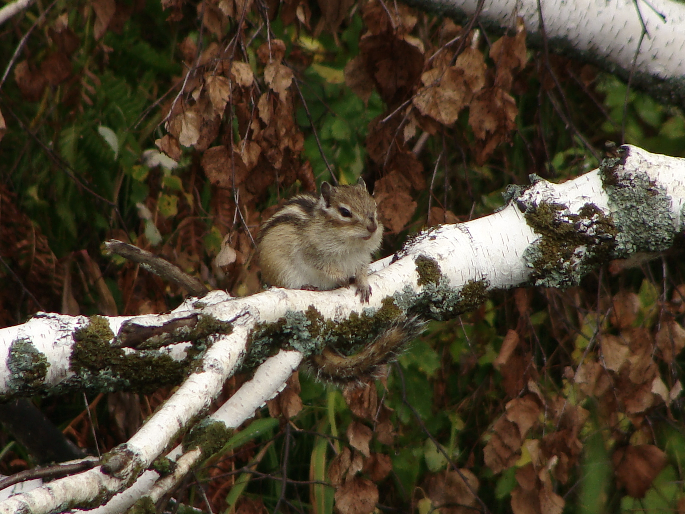 Chipmunk HD Wallpaper