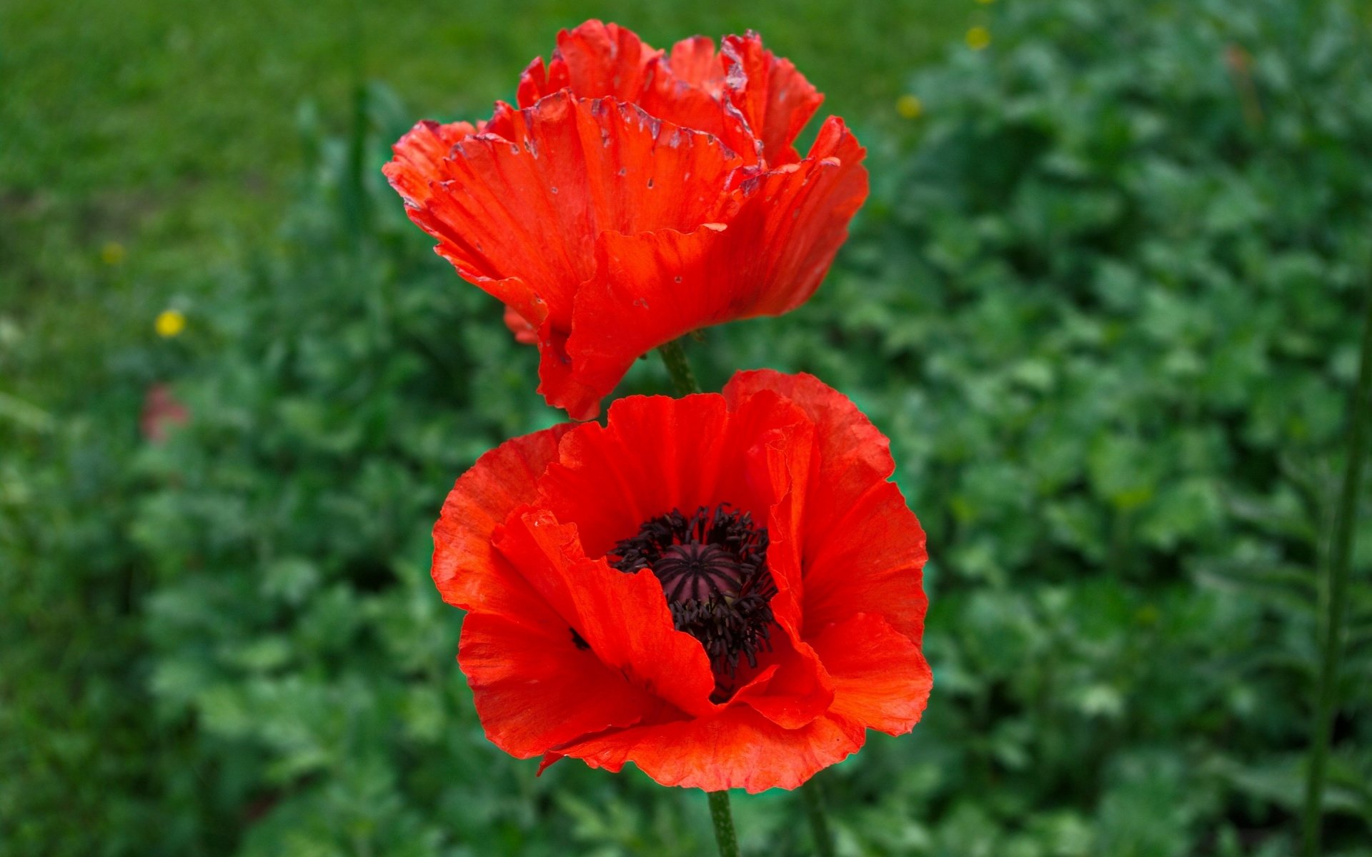 Poppy HD Wallpaper