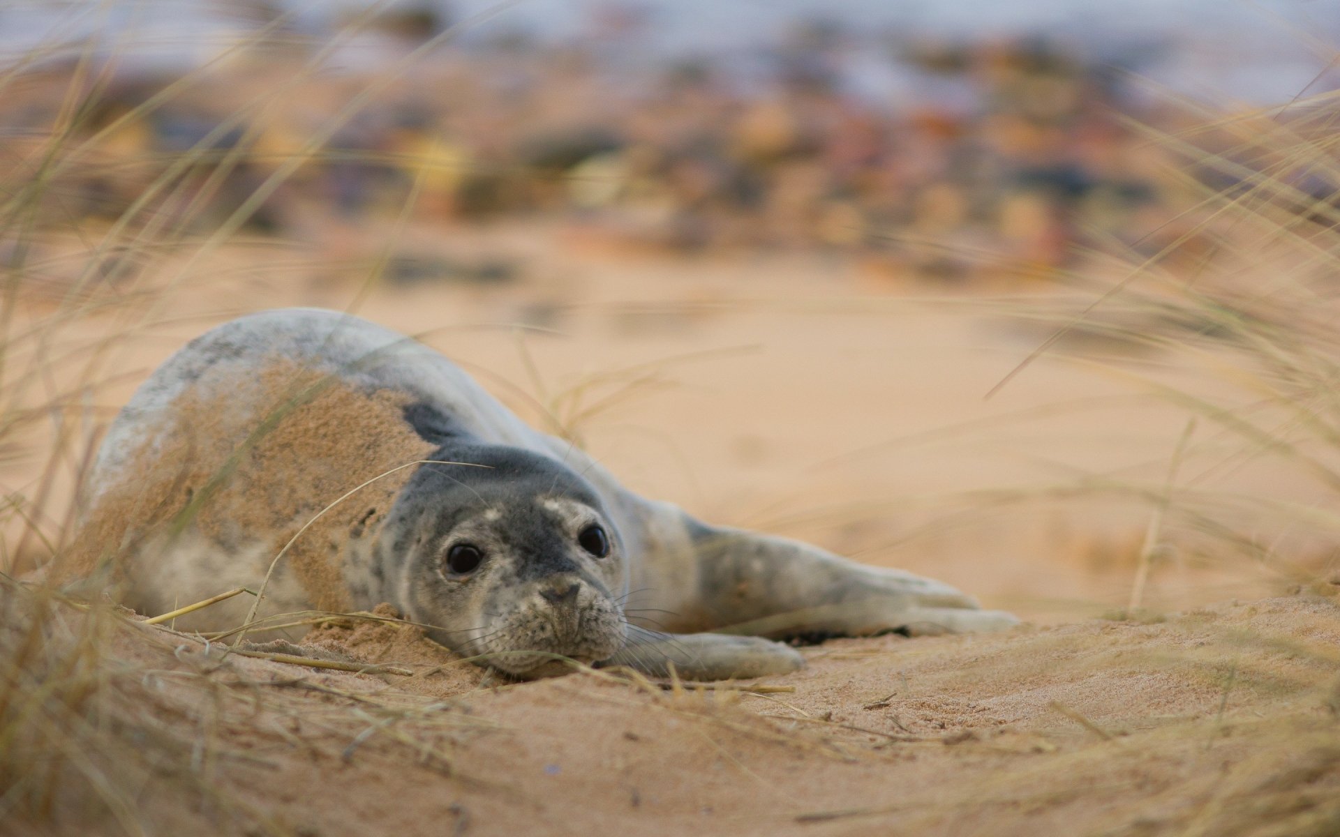 HD desktop wallpaper featuring a young seal resting on sandy terrain with blurred natural background and dry grasses in the foreground.
