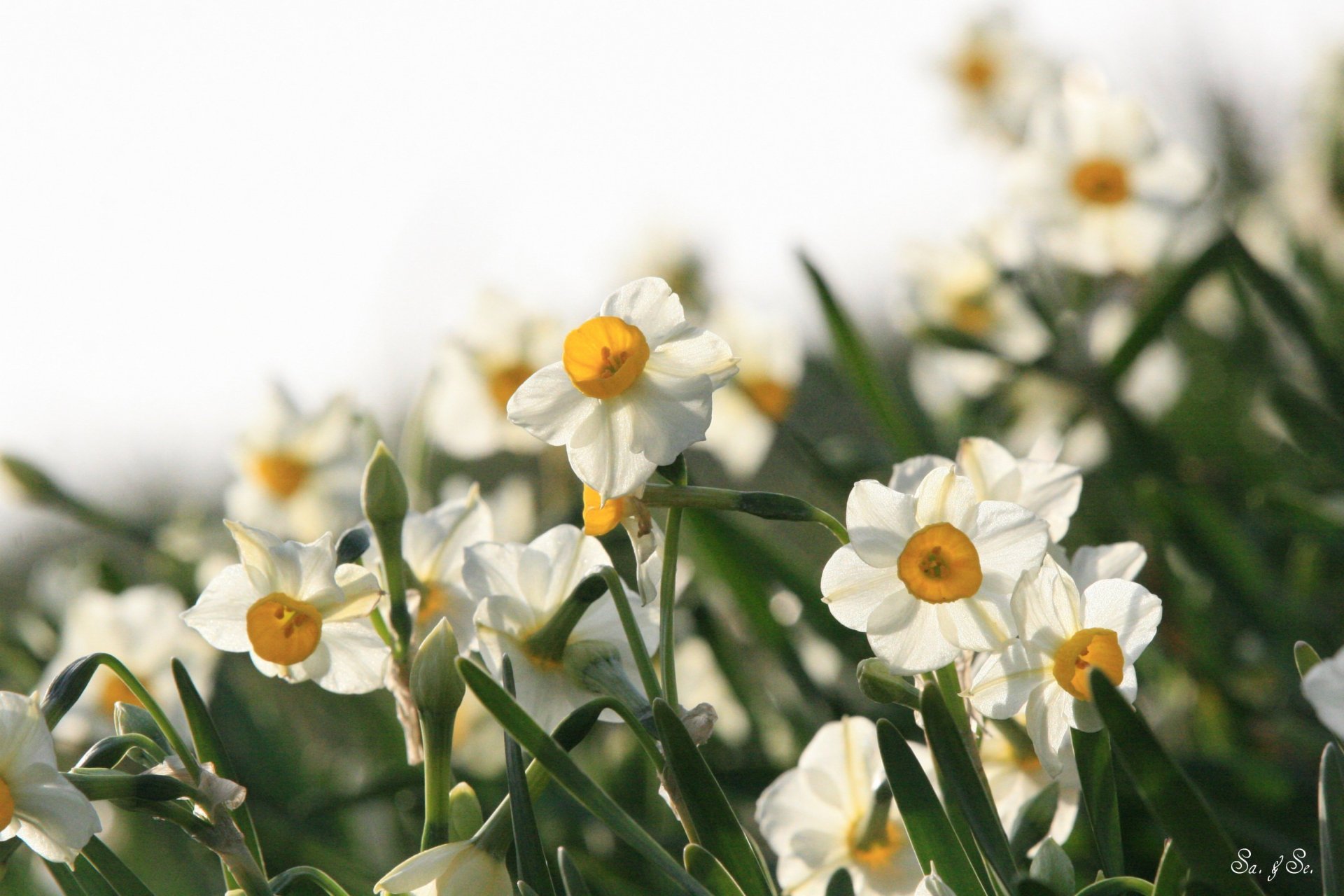 HD PC desktop wallpaper featuring a close-up of blooming white and yellow daffodils set against a softly blurred natural background.