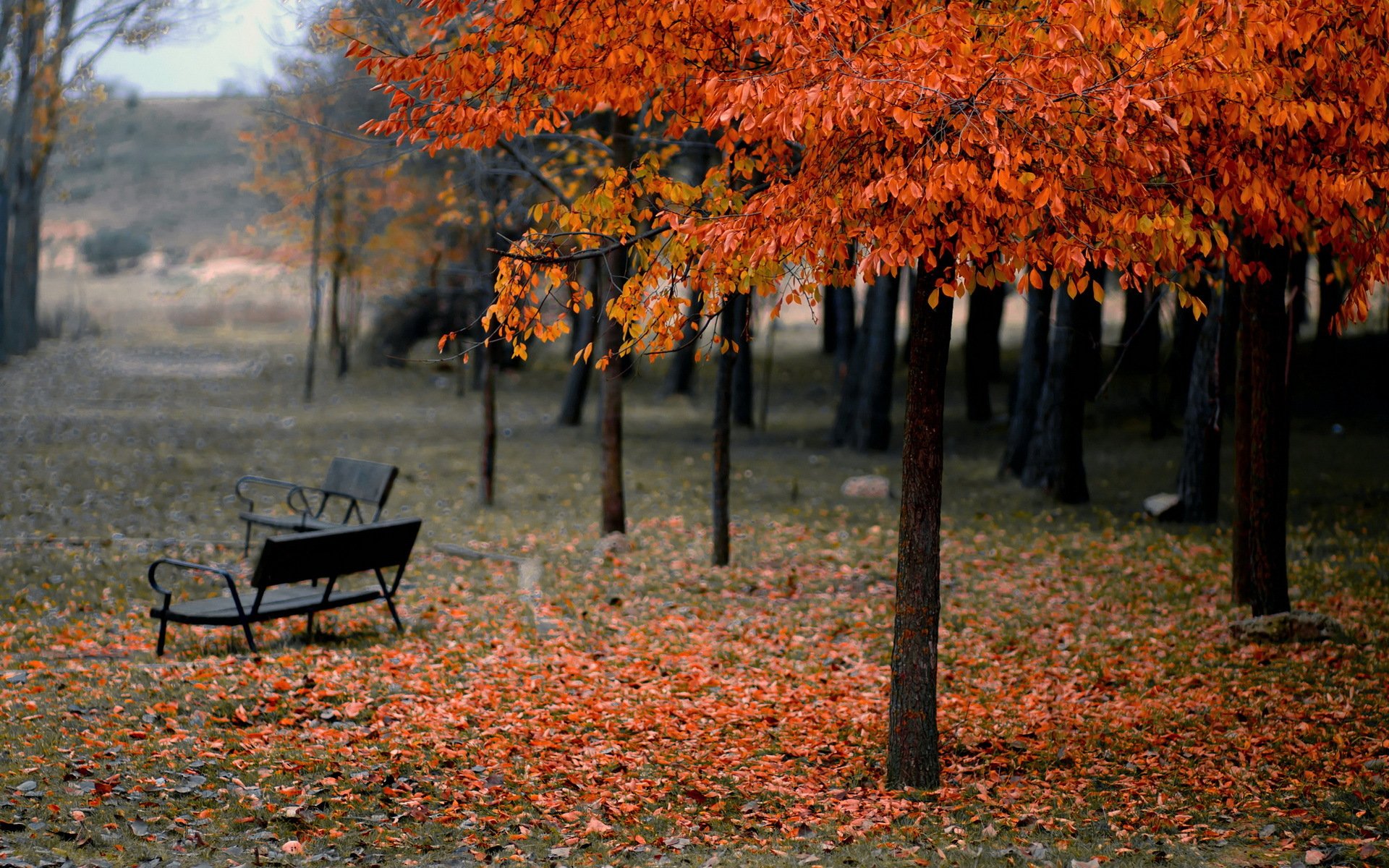 Park Benches