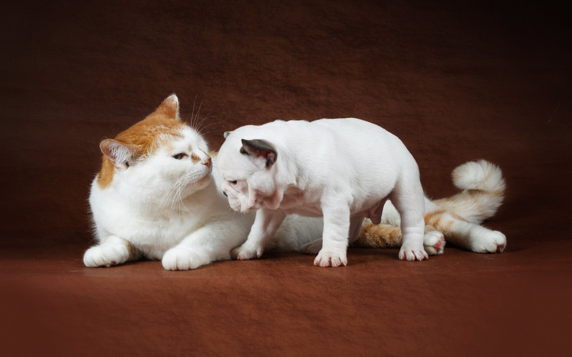 HD PC desktop wallpaper featuring a white and orange cat gently interacting with a small white dog against a brown background.