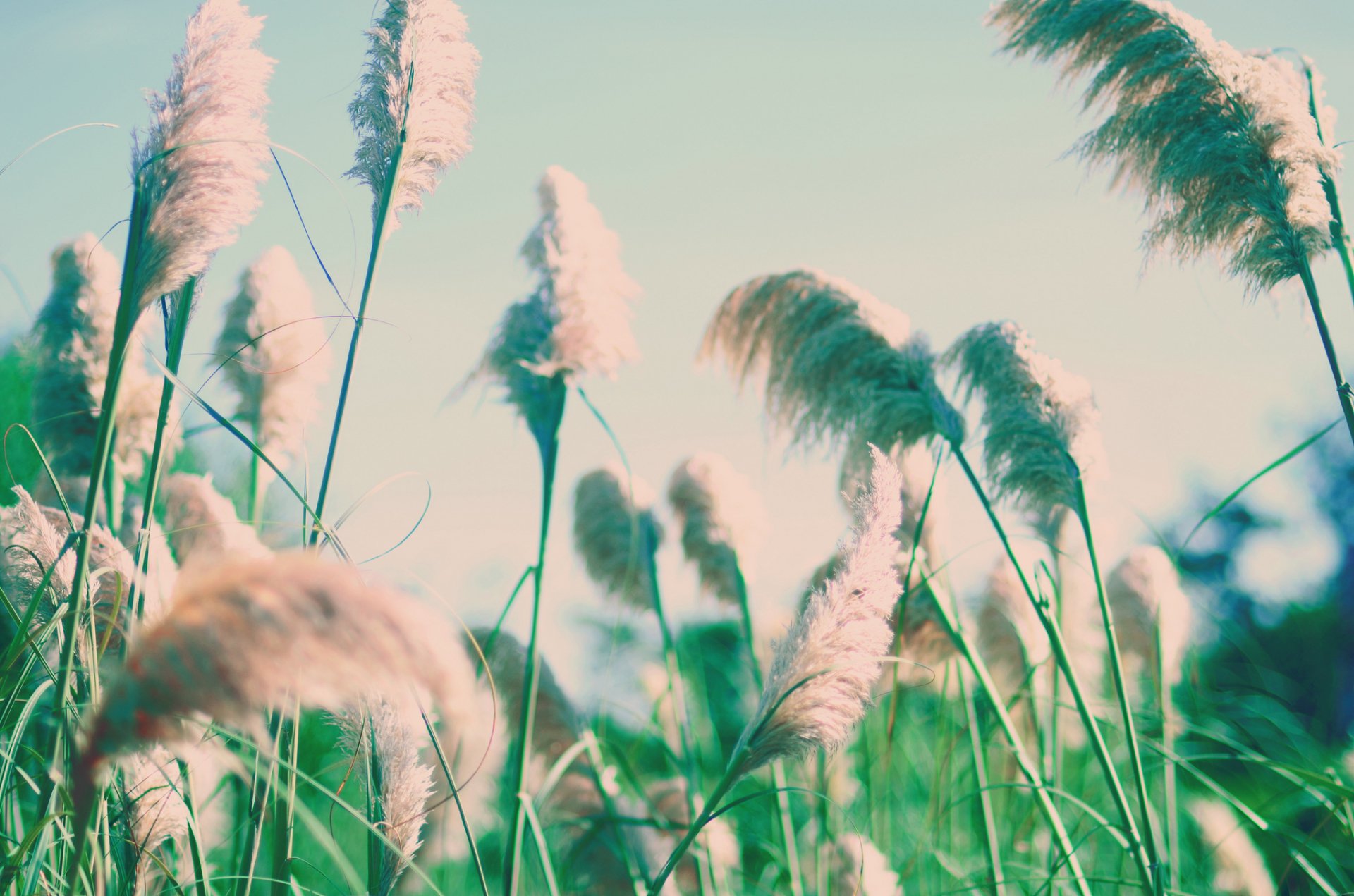 HD PC desktop wallpaper featuring tall, fluffy grass heads gently swaying in a serene, sunlit natural setting.