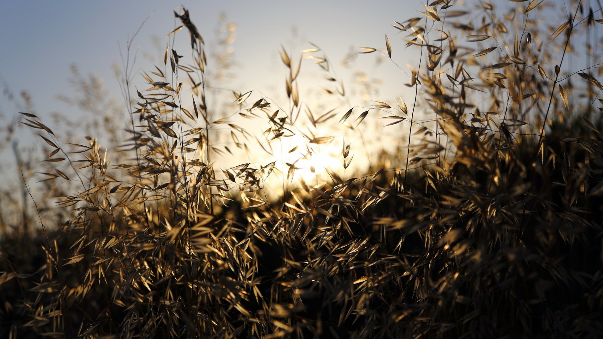 HD nature desktop wallpaper featuring close-up of grass illuminated by soft sunlight, capturing delicate details and warm tones in a serene outdoor scene.