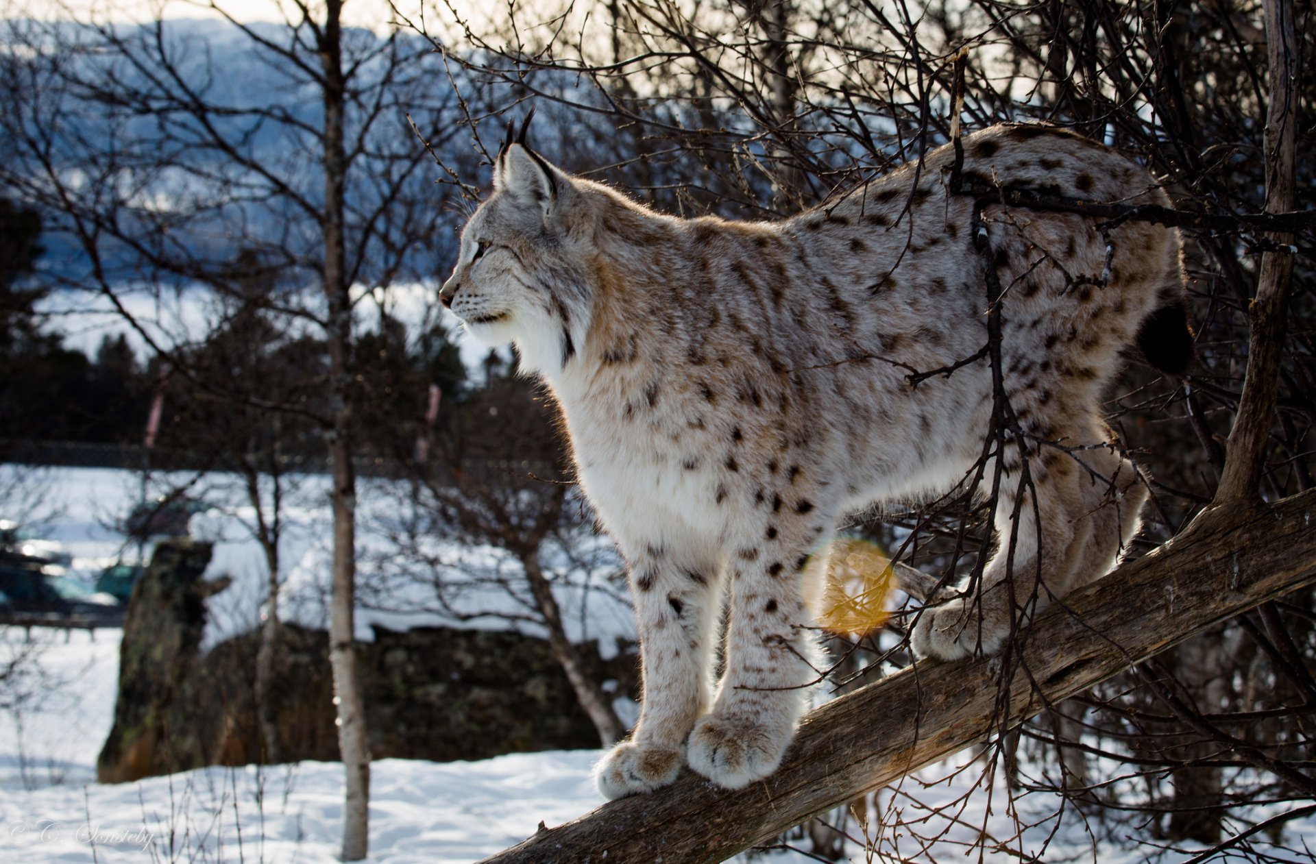 A majestic lynx perches on a tree branch, surrounded by a snowy landscape and bare trees, captured beautifully for an HD PC desktop wallpaper and background.
