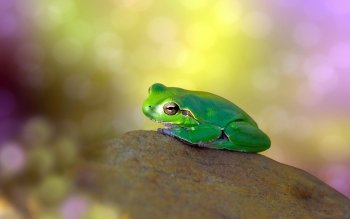 390 Frog Hd Wallpapers Background Images