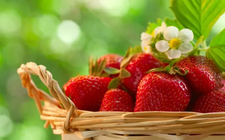 A vibrant basket of fresh strawberries with green leaves and delicate white flowers, set against a soft, blurred natural background. HD desktop wallpaper showcasing bountiful fruit.