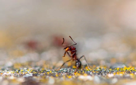 Close-up HD desktop wallpaper of an ant crawling on a textured surface with a softly blurred background, highlighting the intricate details of the insect.