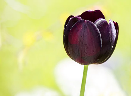nature tulip HD Desktop Wallpaper | Background Image