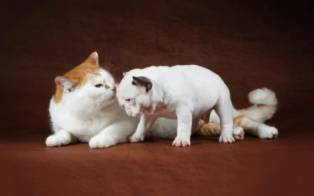Animal Cat & Dog HD Desktop Wallpaper | Background Image