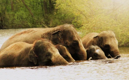 Animal Asian Elephant HD Desktop Wallpaper | Background Image