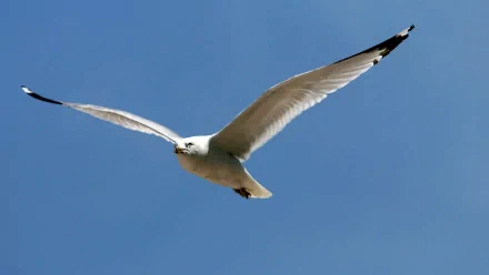 A seagull glides gracefully across a clear blue sky, captured in stunning detail. This image serves as an engaging HD desktop wallpaper and background.