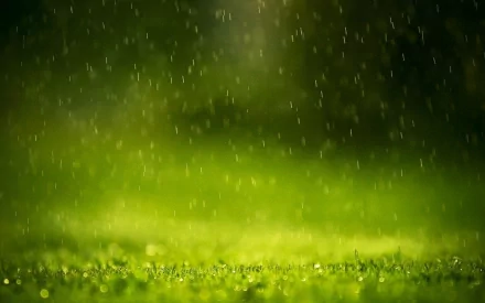 A high-definition desktop wallpaper featuring a serene scene of rain falling gently over a vibrant green field, capturing the beauty of nature through photography.