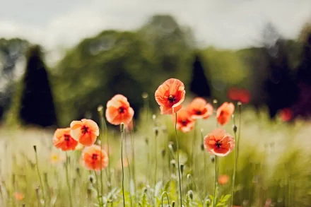 HD desktop wallpaper of vibrant orange poppies blooming in a sunlit, blurred green meadow, showcasing the beauty of nature.